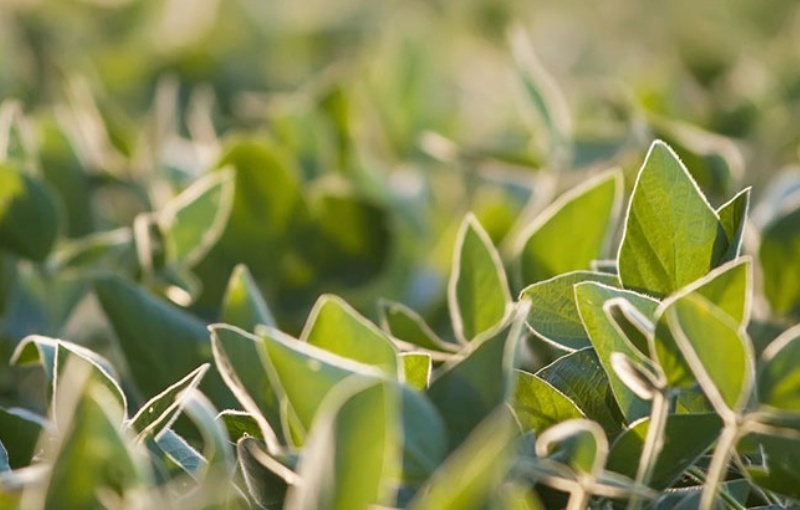 soybean crops